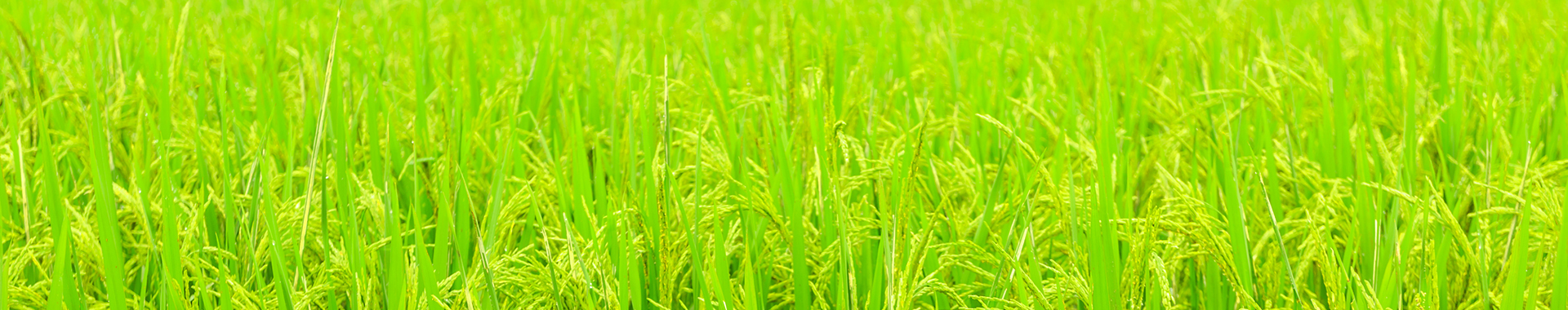 banner_trang con
