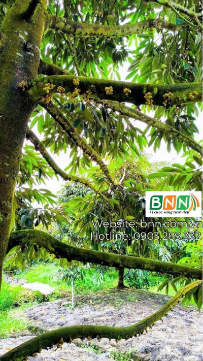 CÂY SẦU RIÊNG THỜI ĐIỂM MẮT CUA