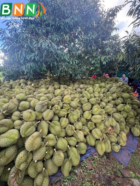 BNN về thăm vườn sầu riêng ở Tây Nguyên