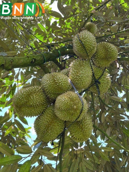 BNN về thăm vườn sầu riêng ở Tây Nguyên