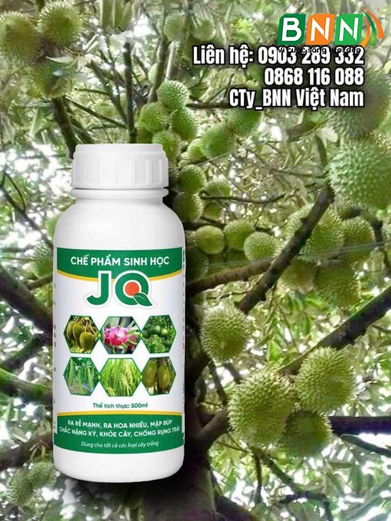 Cây sầu riêng 5