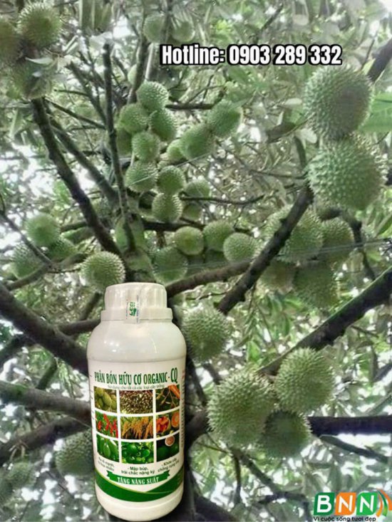 Cây sầu riêng 7