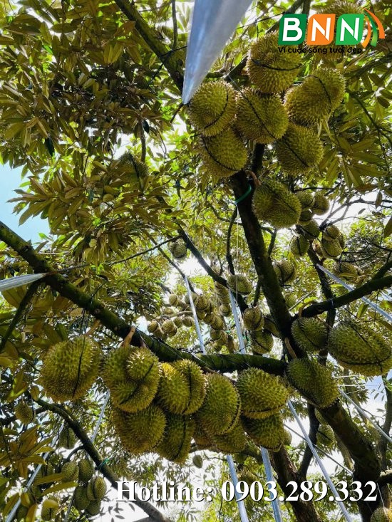 Cây sầu riêng 13