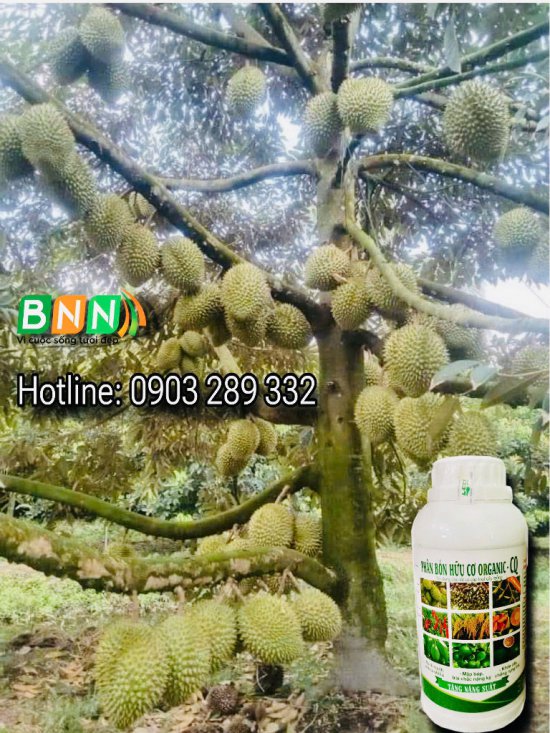 Cây sầu riêng 12