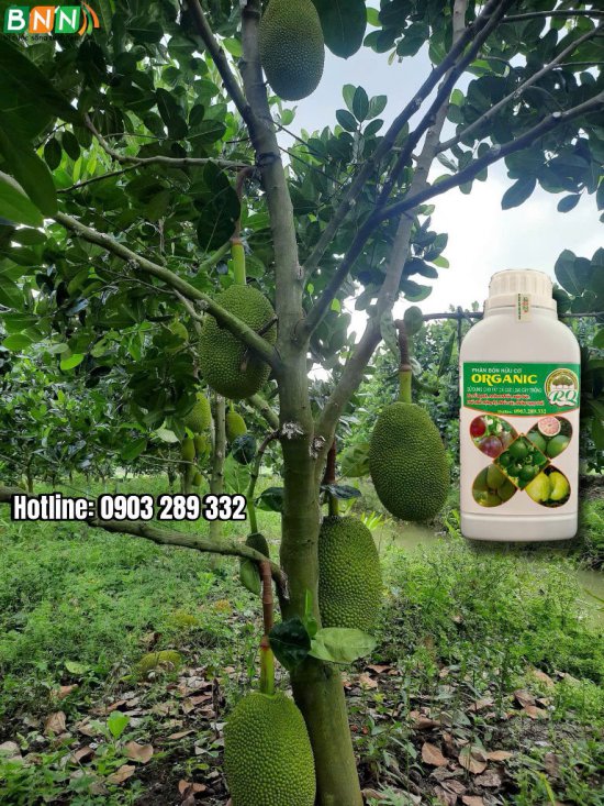 Hình ảnh cây trồng 2