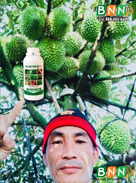 Cây sầu riêng