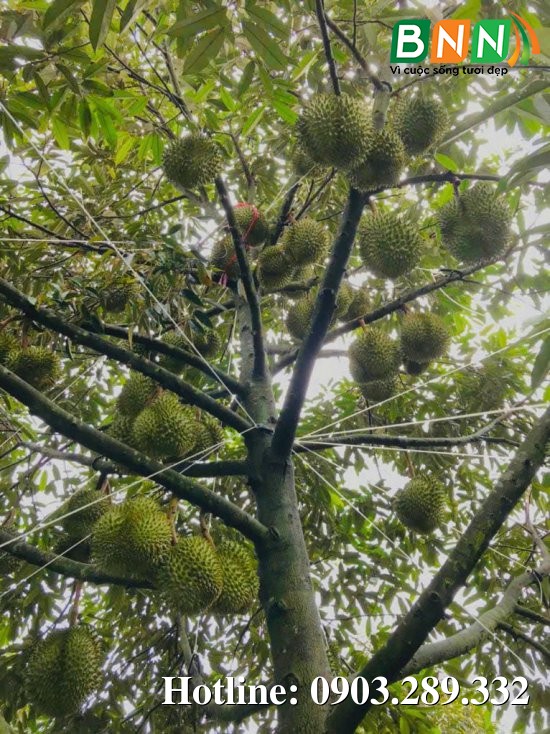 Cây sầu riêng 6