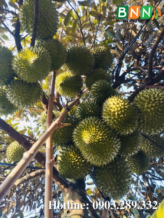Cây sầu riêng 1