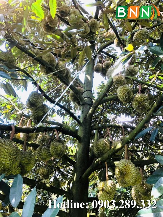 Cây sầu riêng 15
