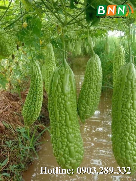 Hình ảnh cây trồng 5