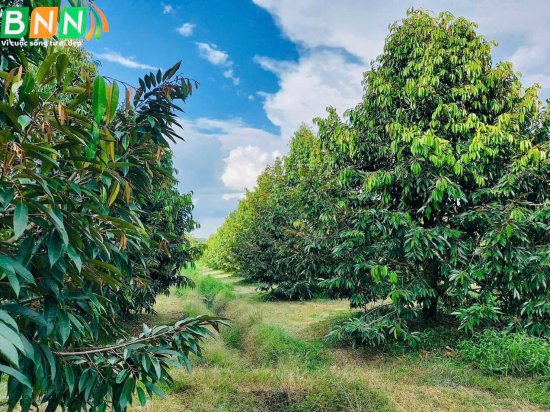 Giải pháp cải tạo đất cho câu sầu riêng