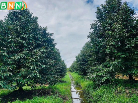 Giải pháp cải tạo đất cho câu sầu riêng