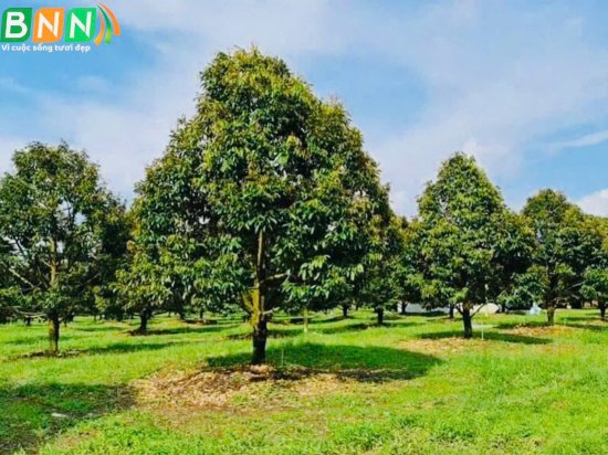 Giải pháp cải tạo đất cho câu sầu riêng