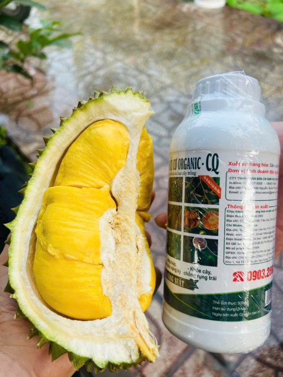 SẢN PHẨM ORGANIC _ CQ  trên sầu riêng Musang King