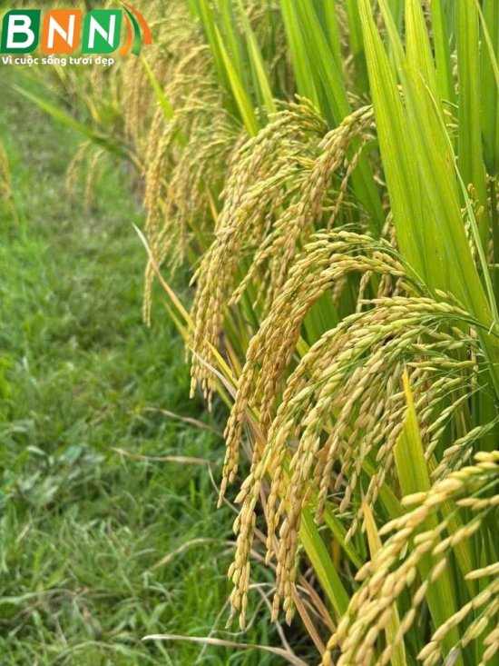 Hình ảnh cây lúa sử dụng sản phẩm Organic CQ hạt lúa vàng sáng bóng chắc khoẻ nặng ký