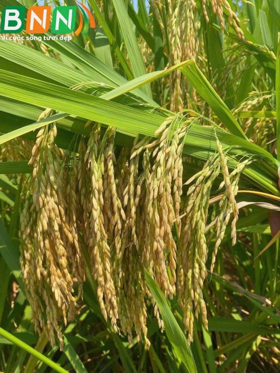Hình ảnh cây lúa sử dụng sản phẩm Organic CQ hạt lúa không bị lép, lá đài còn nguyên, chắc hạt, nặng ký